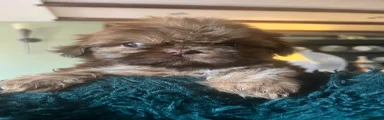 Shih Tzu 3