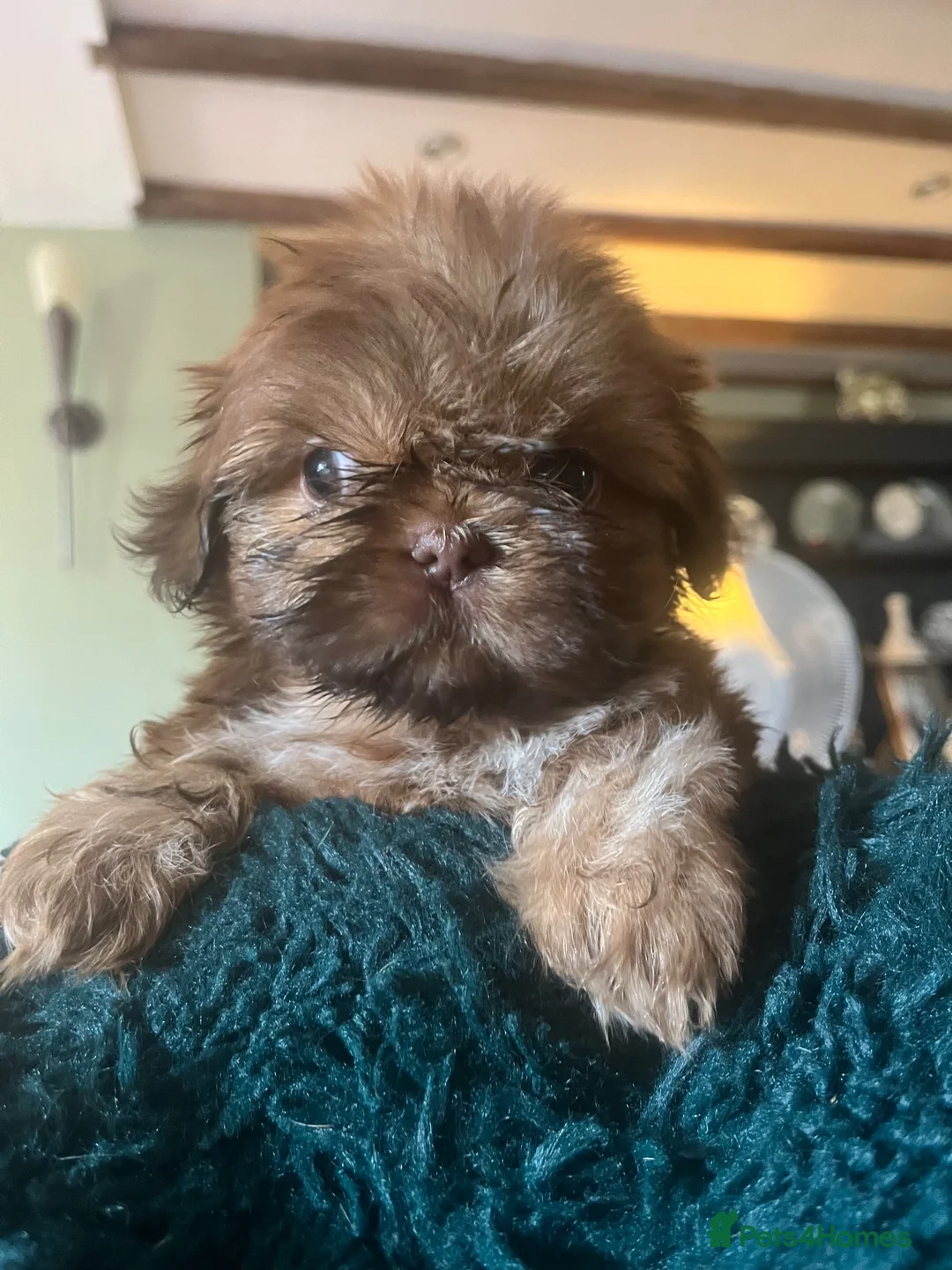 Shih Tzu dogs for sale: American imperial shihtzu  in Bishop's Stortford - Advert 11