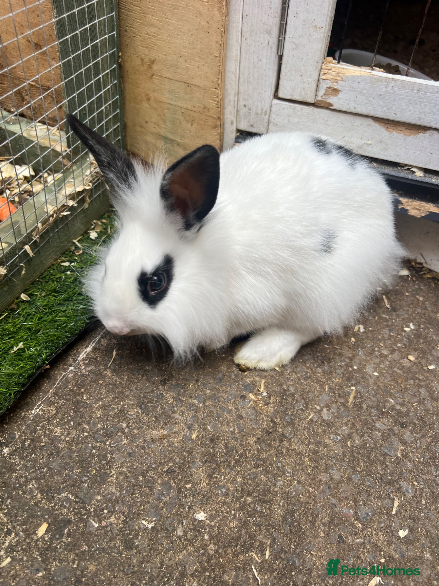Mixed Breed rabbits for sale: Rabbits for sale  in Gateshead - Advert 3