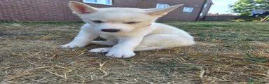 Huskita 6