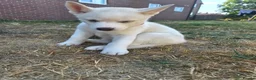 Huskita dogs for sale: Puppies for sale - Advert 21