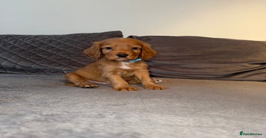 Cocker Spaniel dogs - Advert 13