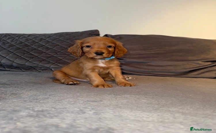 Cocker Spaniel dogs - Advert 6