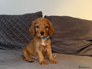 Cocker Spaniel dogs - Advert 31