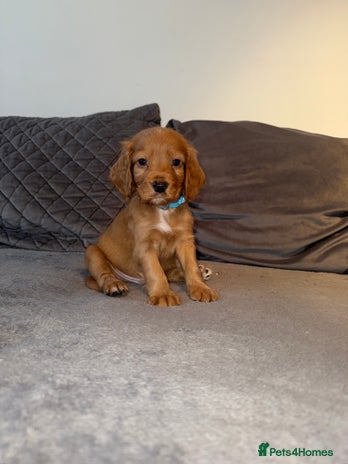 Cocker Spaniel dogs - Advert 6