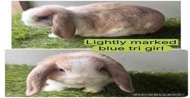 Mini Lop rabbits - Advert 7