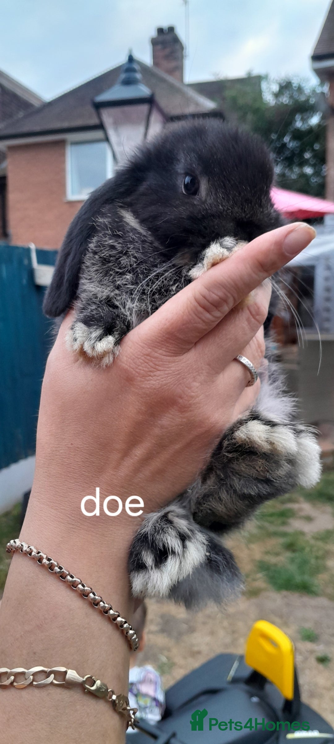 Mini Lop rabbits for sale: Mini lop babies - Image 3