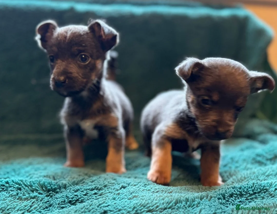 Jack Russell dogs for sale: Miniature much Wenlock puppies - Advert 18