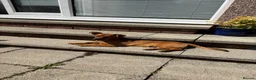 Mixed Breed dogs for adoption: Russo  in Egremont - Advert 5
