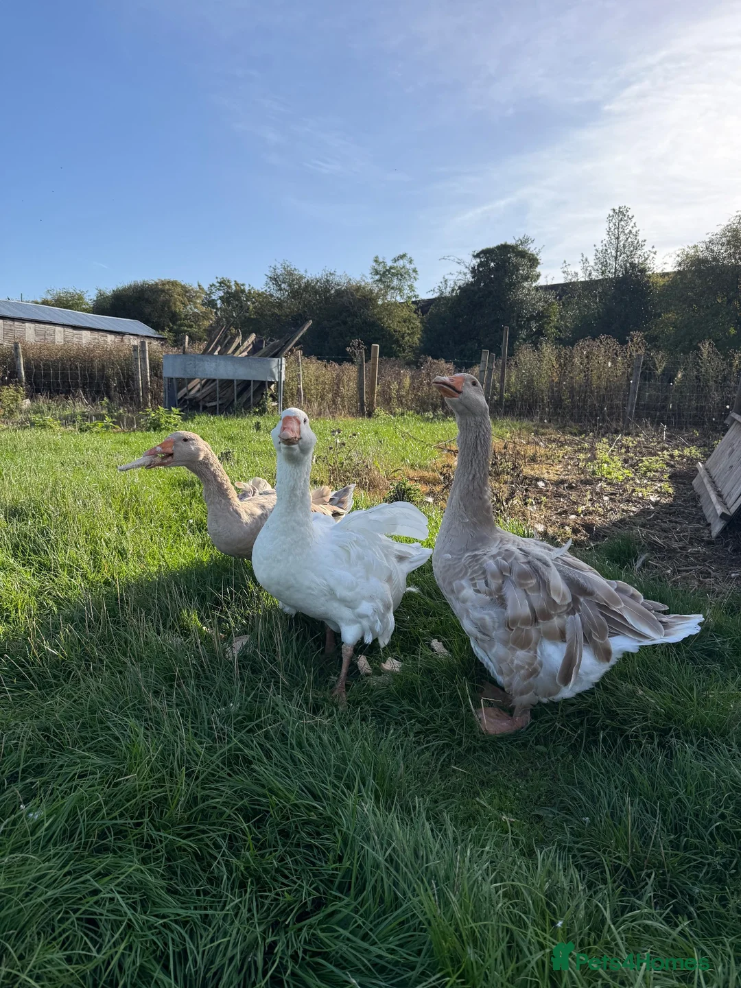 Geese poultry for sale: Trio of Geese - Advert 4