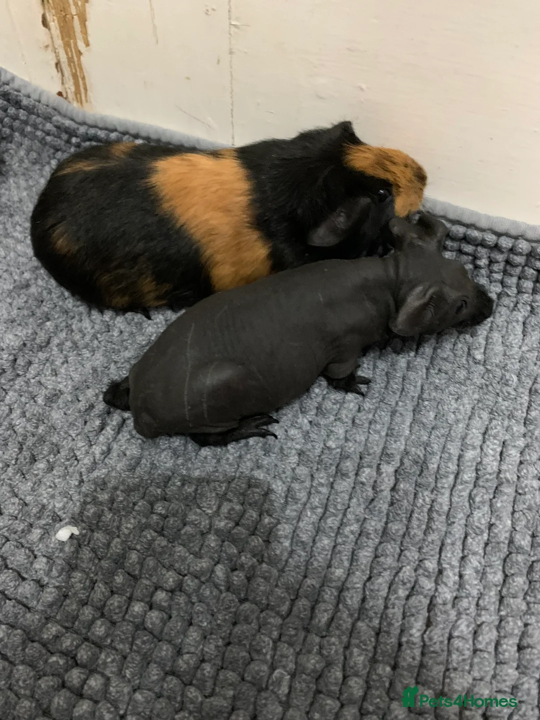 Guinea Pig rodents for sale: Skinny Pigs and Skinny Carriers - Advert 12