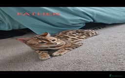 Bengal cats for sale: Full bred snow bengal kittens  - Image 9