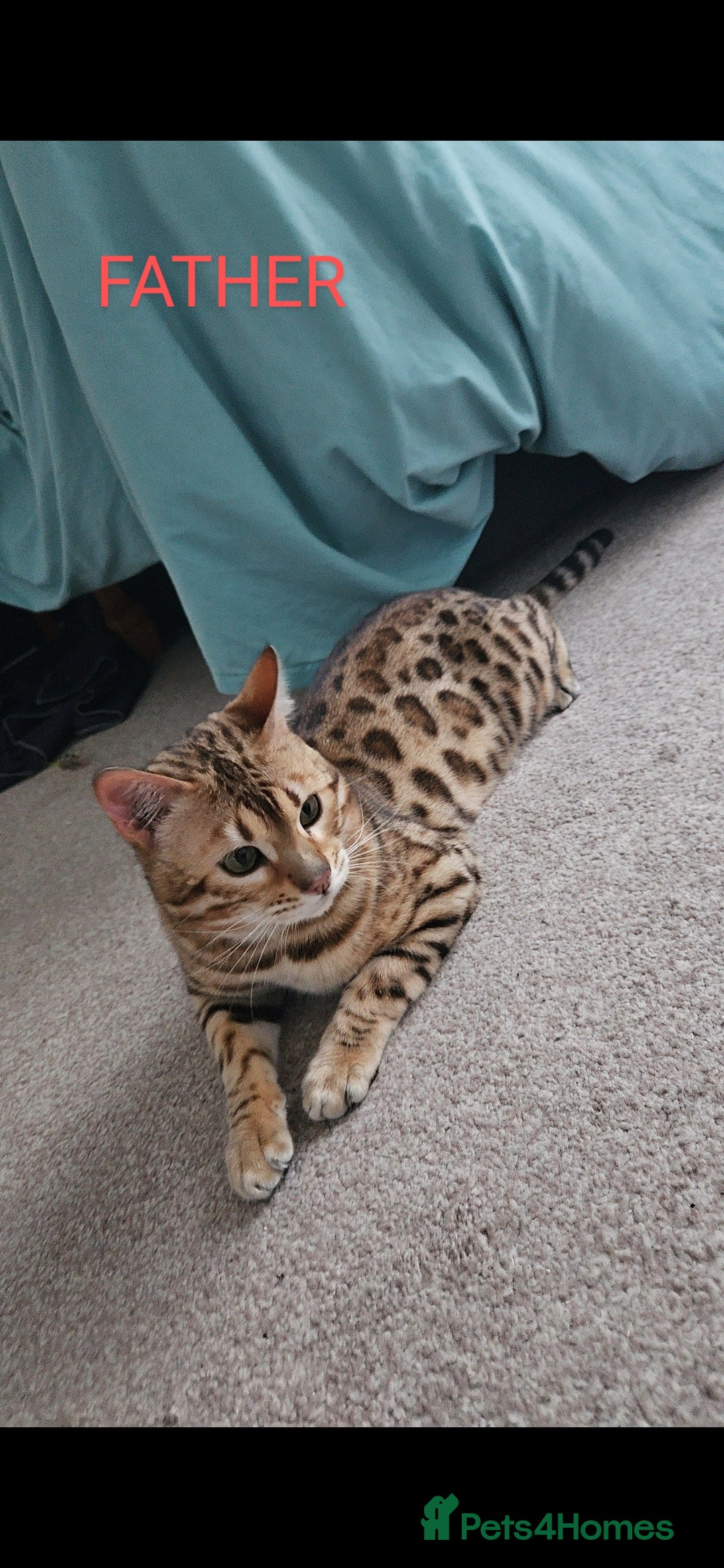 Bengal cats for sale: Full bred snow bengal kittens  - Image 9
