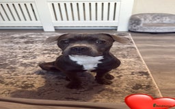 Mixed Breed dogs for sale: Staff cross French bulldog  - Image 3