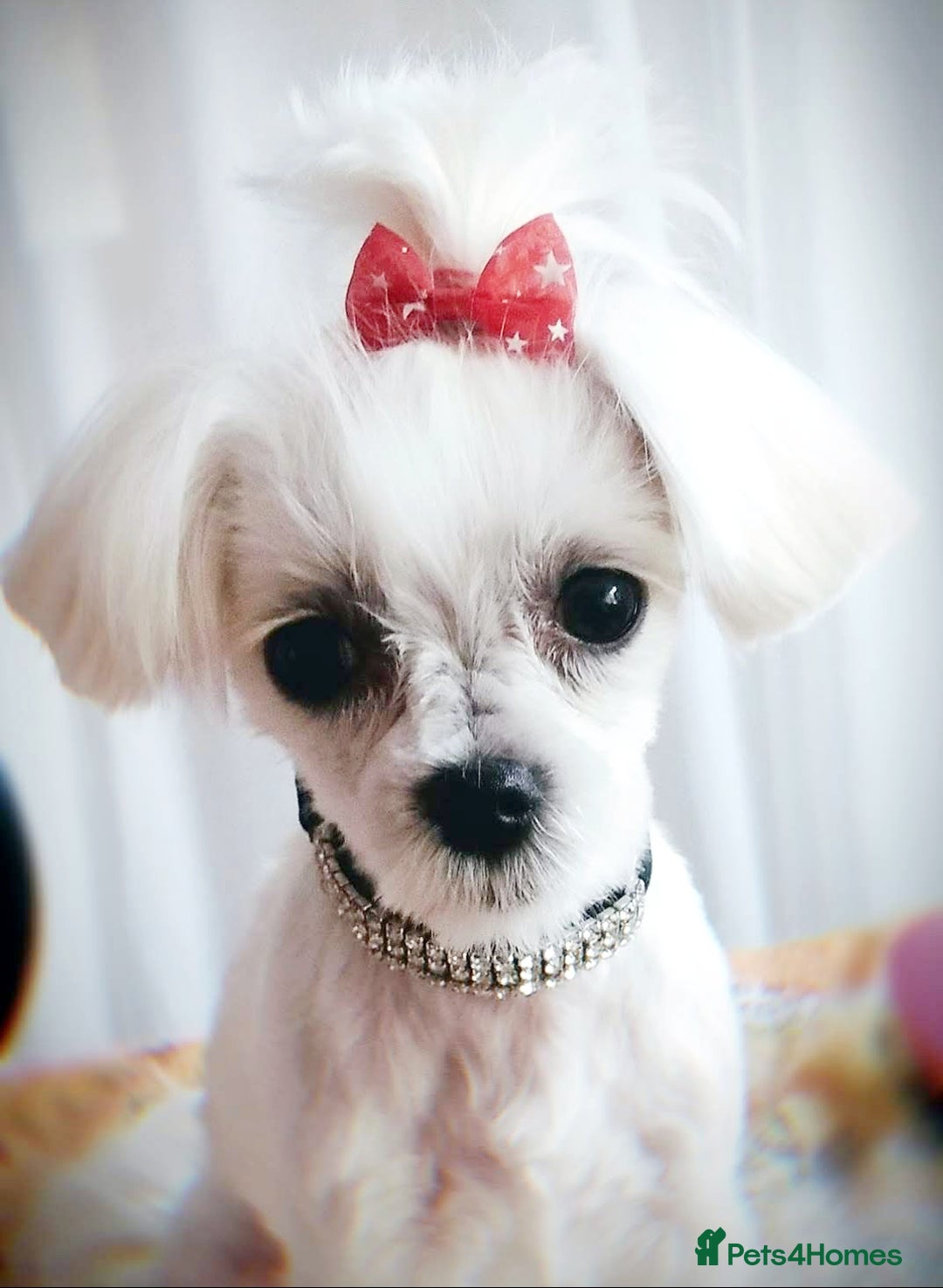 Maltese dogs for sale: 💔 Loving Home Needed for Molly 💔 - Advert 4