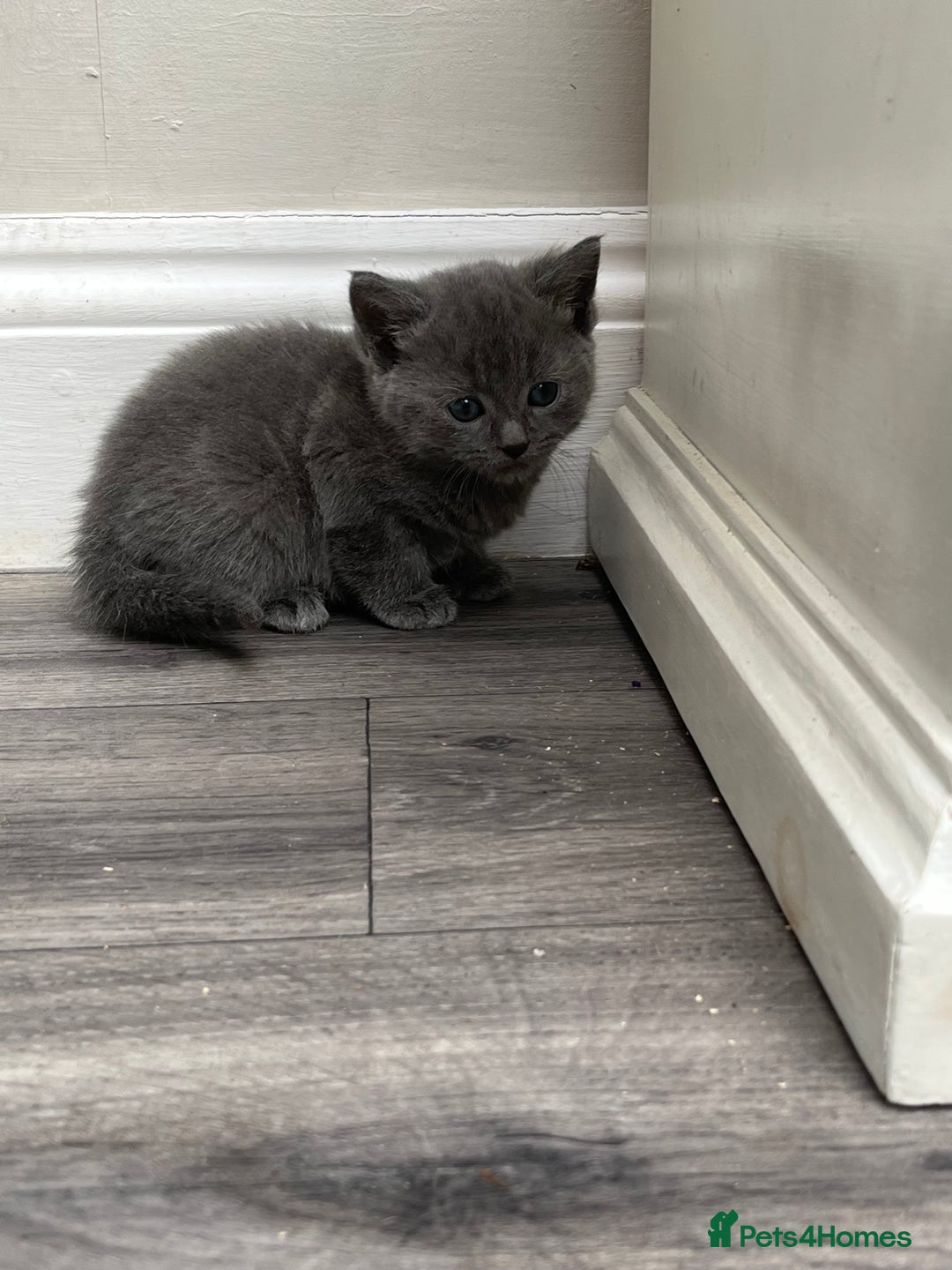 Mixed Breed cats for sale: Very friendly beautiful fluffy kittens  - Image 3