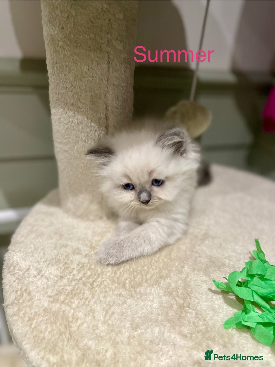 Ragdoll cats for sale: Exquisite, truly unique Ragdolls & Ragfold kittens - Advert 17