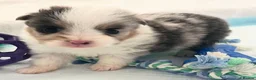Australian Shepherd dogs for sale: Blue-Eyed Australian Shepherd Puppies Available in Welwyn Garden City - Advert 6