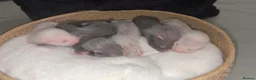 Ferret rodents for sale: ferret kits 🐾 - Advert 9