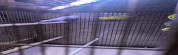 Budgerigars birds for sale: Male budgies in Basingstoke - Advert 2