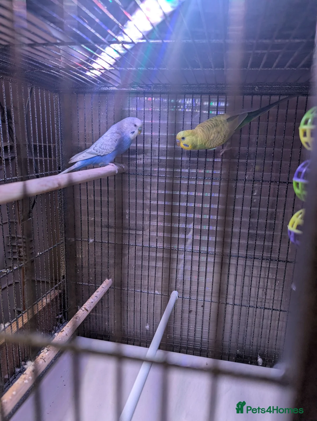 Budgerigars birds for sale: Male budgies in Basingstoke - Advert 2