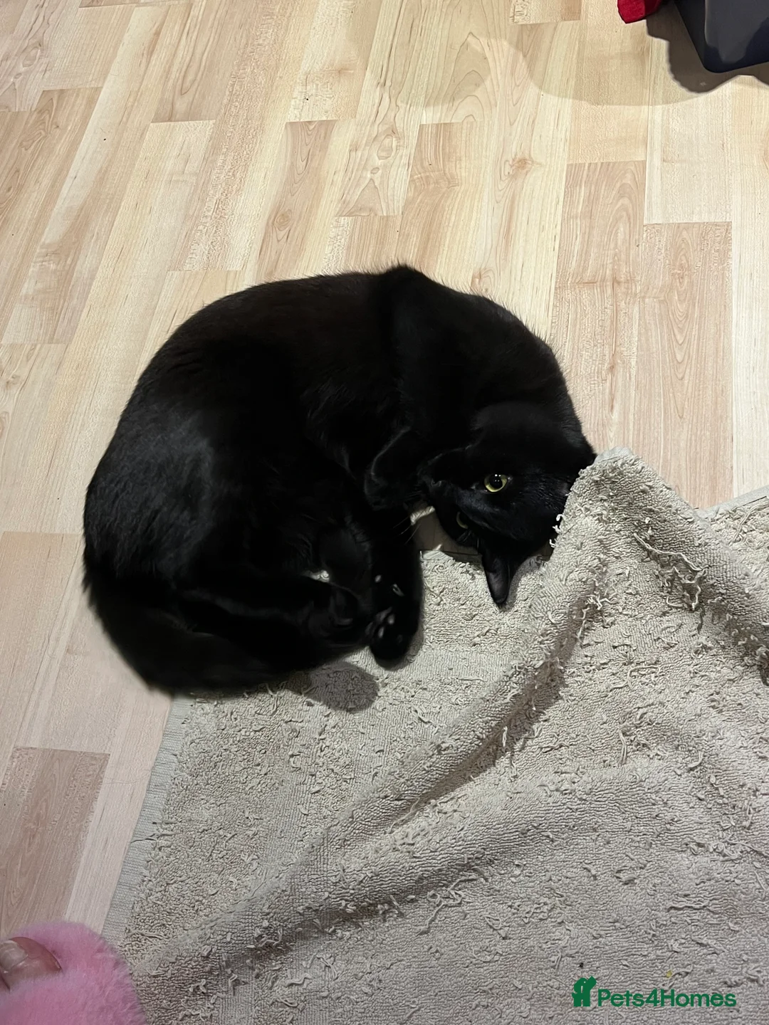 Mixed Breed cats for sale: Mytzy, a verry nice and triky girl 😊 in Wembley - Advert 5