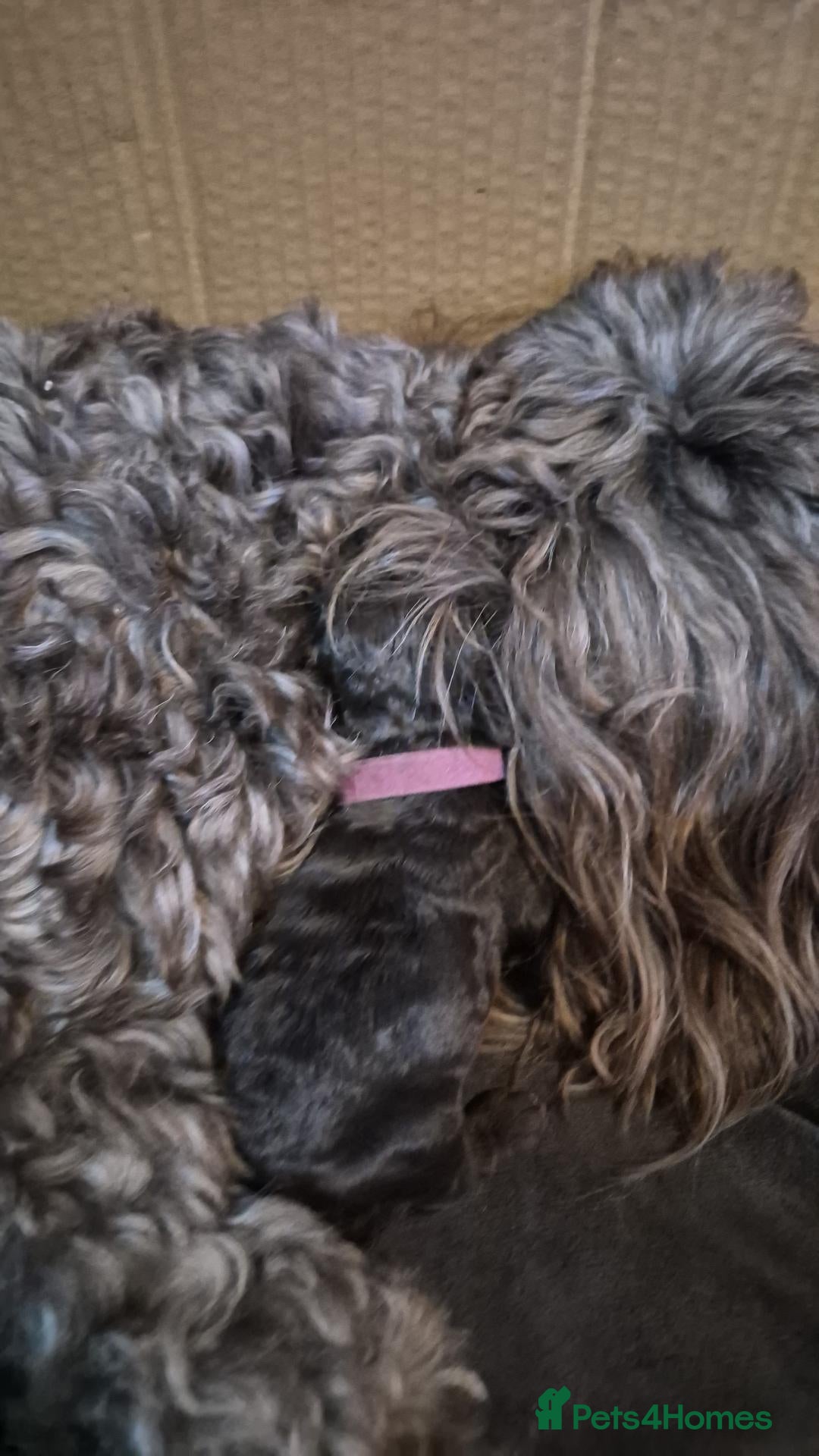 Mixed Breed dogs F2 cookerpoo puppies  - Advert 1