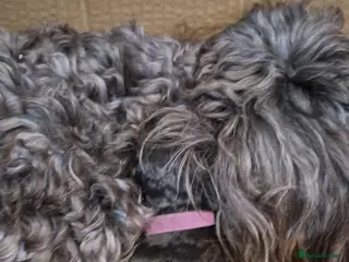 Mixed Breed dogs F2 cookerpoo puppies - Advert 6