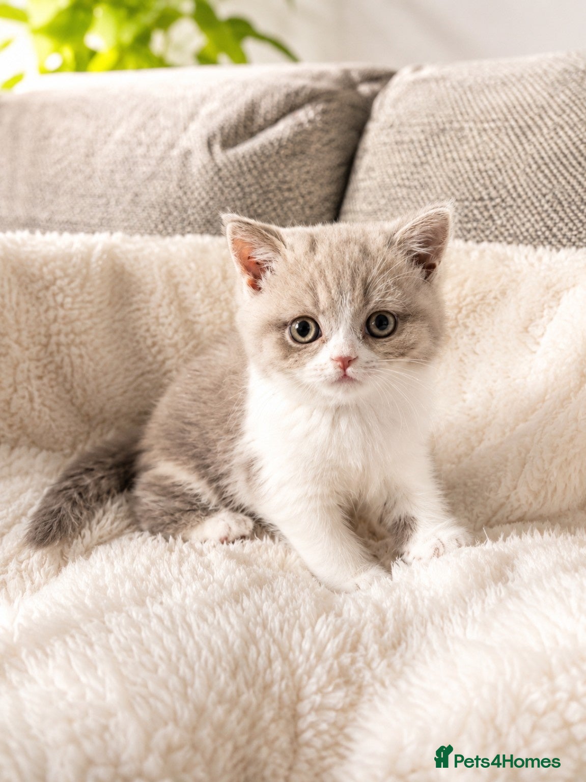 British Shorthair cats British Short Hair Kittens - Advert 4