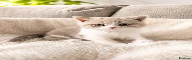 Kitten 3
