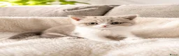 British Shorthair cats for sale: British Short Hair Kittens - Advert 1