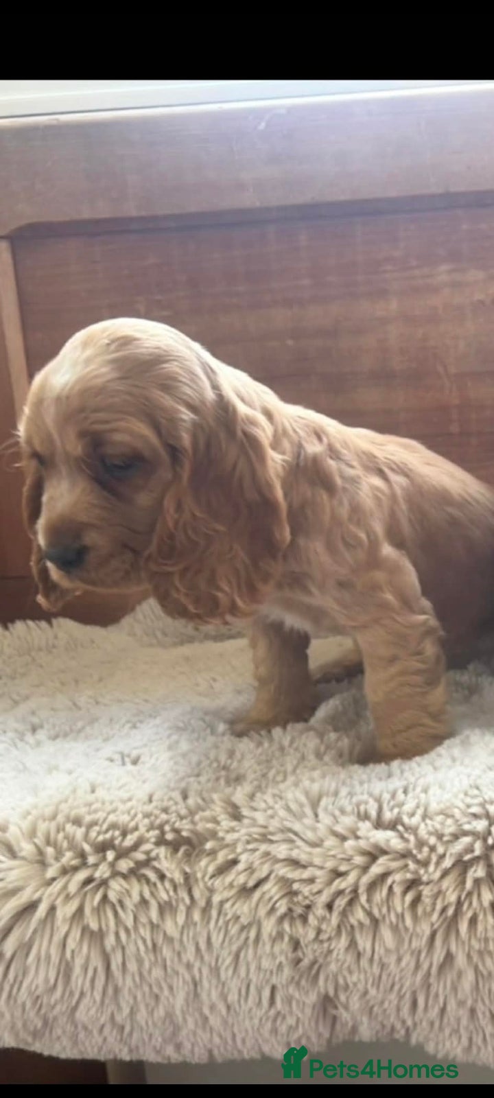 Cocker Spaniel dogs Cocker spaniel puppies for sale  - Advert 14