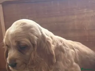 Cocker Spaniel dogs Cocker spaniel puppies for sale - Advert 14