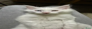 White Maine Coon Boy