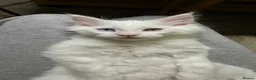 Maine Coon cats for sale: Beautiful White Maine Coon Kittens – Boy & Girl - Advert 3