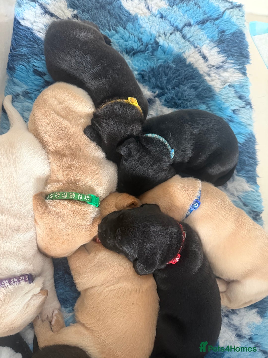 Labrador Retriever dogs for sale: Beautiful labrador - last girl (yellow collar) - Image 7