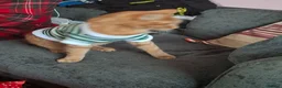 Domestic Shorthair cats for sale: For sale in Portsmouth - Advert 7