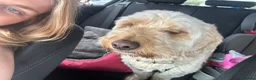 Cockapoo dogs for sale: 4yr old cockapoo for sale  - Advert 3