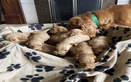 Cockapoo dogs for sale: Cockapoo puppies  - Image 1