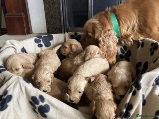 Cockapoo dogs for sale - Advert 1