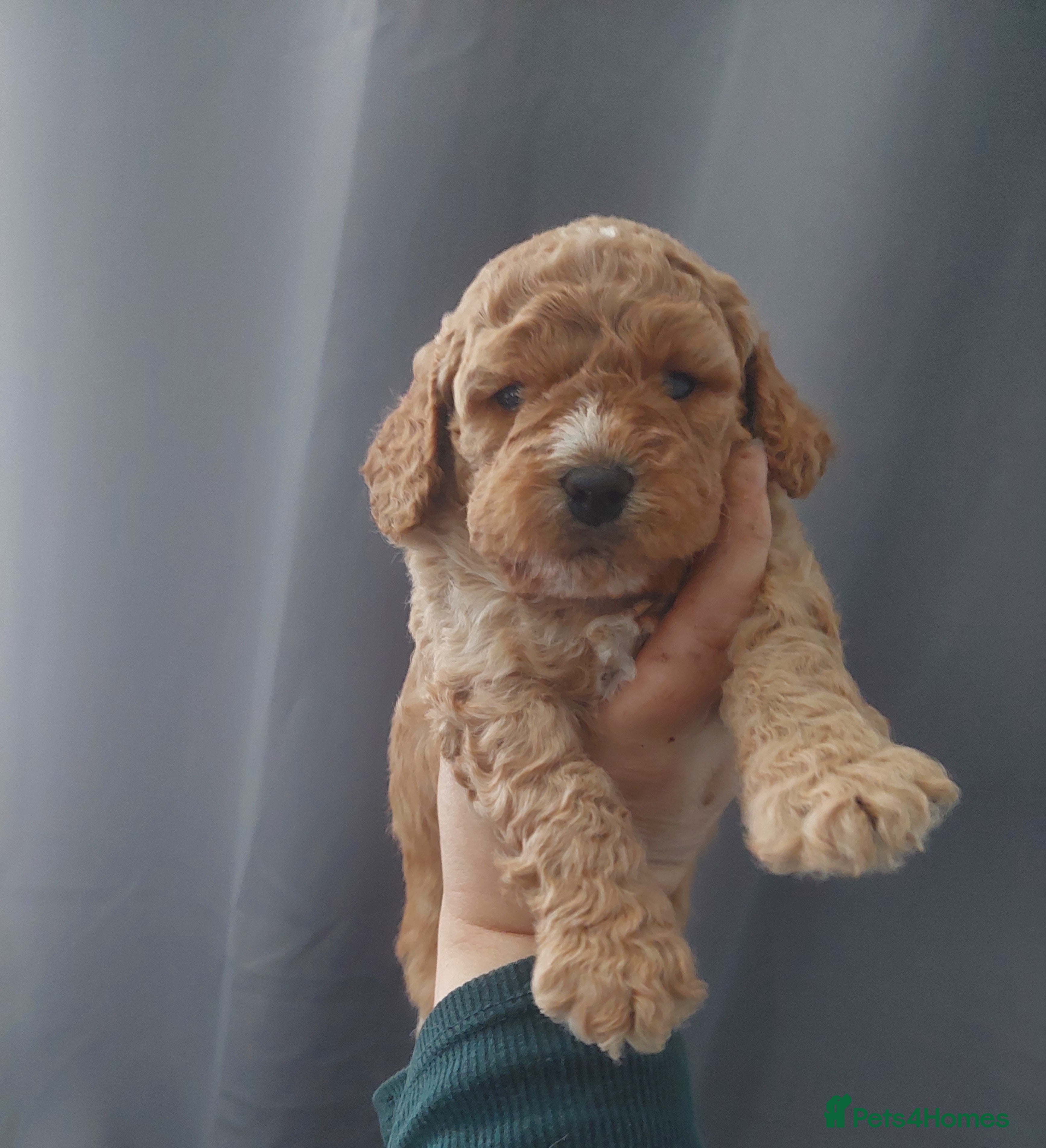 Cavapoo dogs Beautiful Cavapoo Puppies  - Advert 14