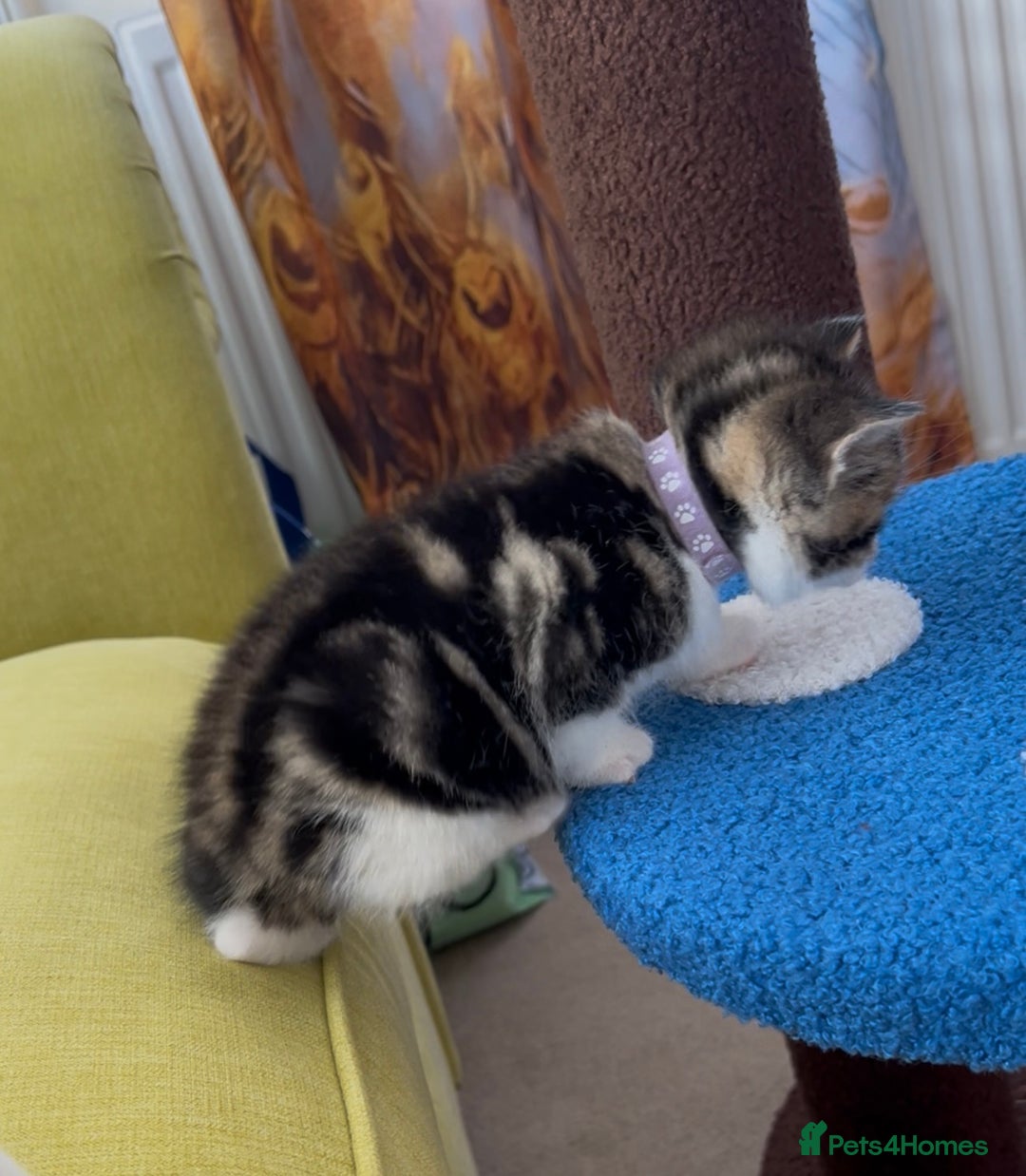 Mixed Breed cats for sale: READY NOW, 3 BEAUTIFUL TABBY BOYS (with Bengal)  - Image 11