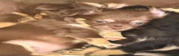 Chihuahua dogs for sale: Long haired chihuahua pups  in Rotherham - Advert 24