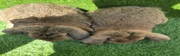 French Lop rabbits for sale: French lops 1 buck 2 does - Advert 3