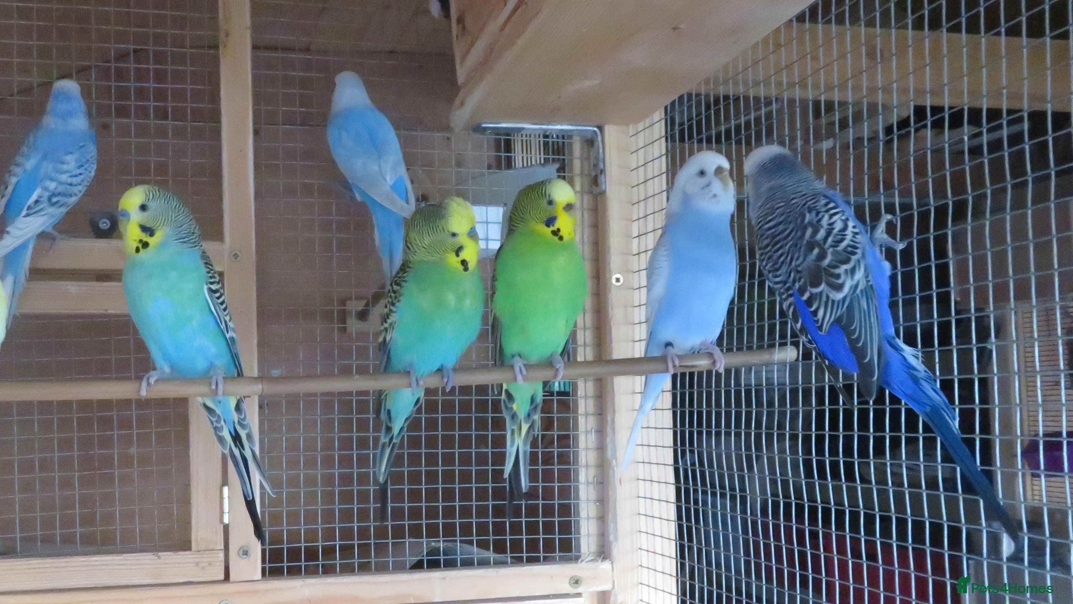 Budgerigars birds Budgies for sale - Advert 1