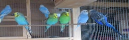 Budgerigars birds for sale: Budgies for sale - Advert 1