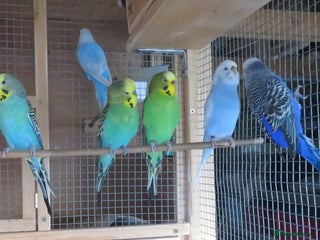 Budgerigars birds Budgies for sale - Advert 1