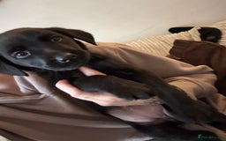 Labrador Retriever dogs for sale: Black Labrador puppies READY TO GO! - Image 5