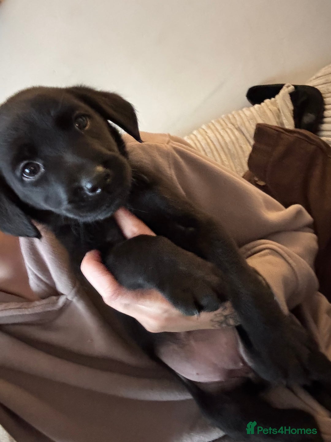 Labrador Retriever dogs for sale: Black Labrador puppies READY TO GO! - Image 5