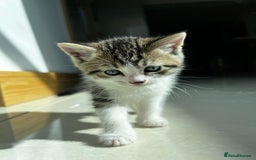 Siberian cats for sale: Half Siberian Wild forest Kittens 2x for £380 - Image 16
